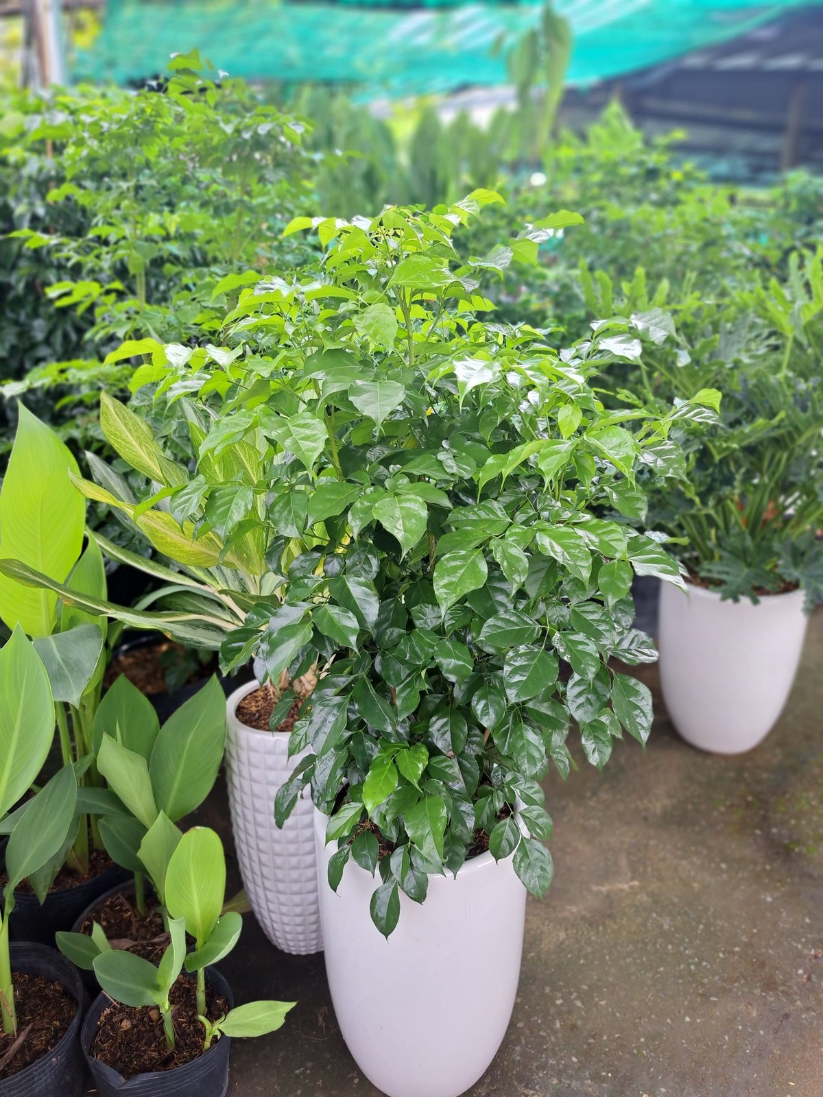 Cây hạnh phúc size nhỏ 2