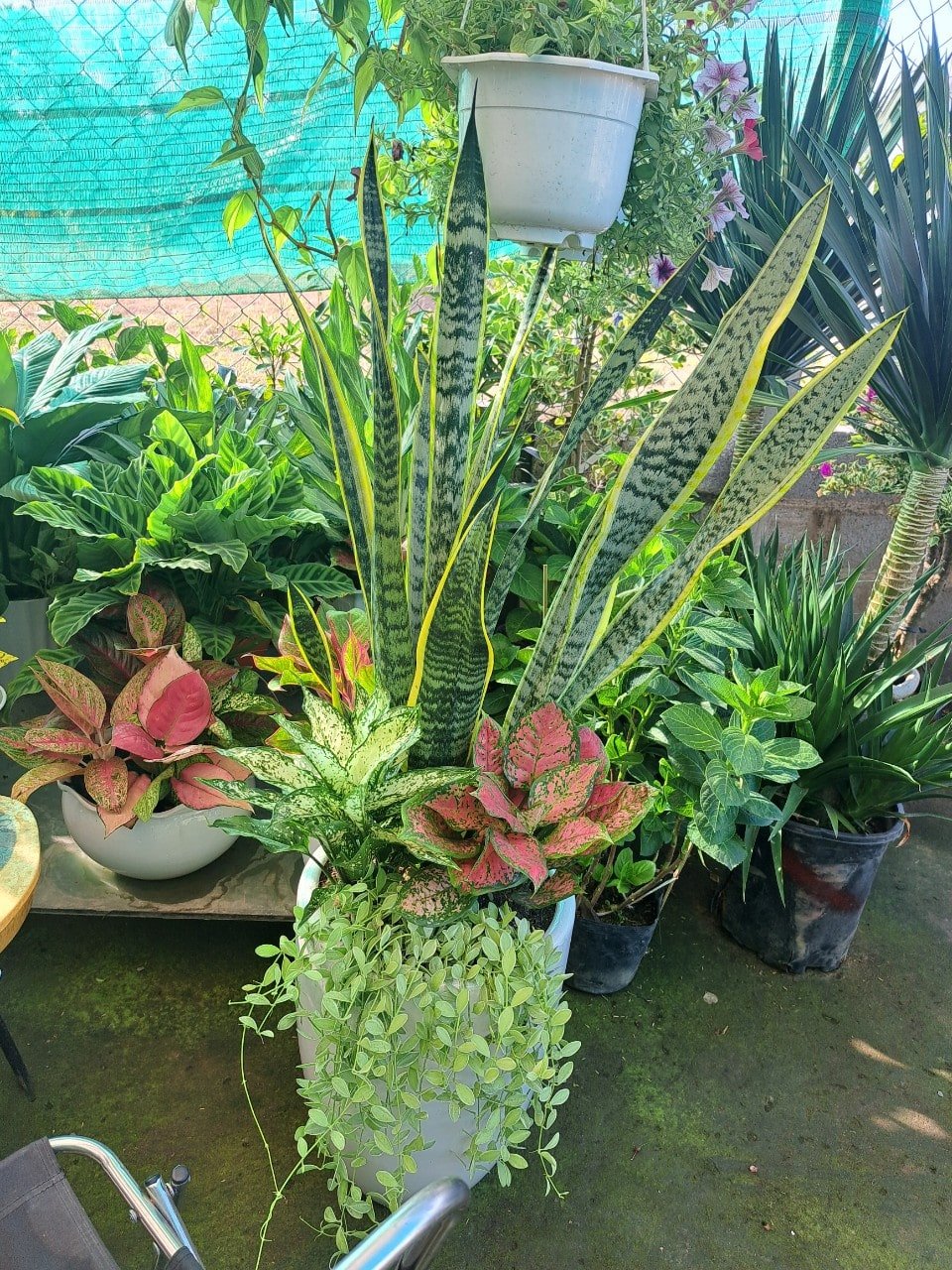 Cây lưỡi hổ mix vạn lộc ngọc ngân 3