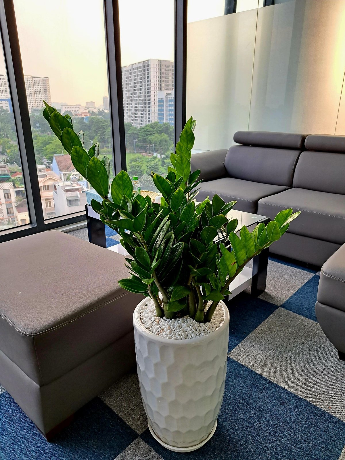 Cây kim tiền chậu sứ trơn