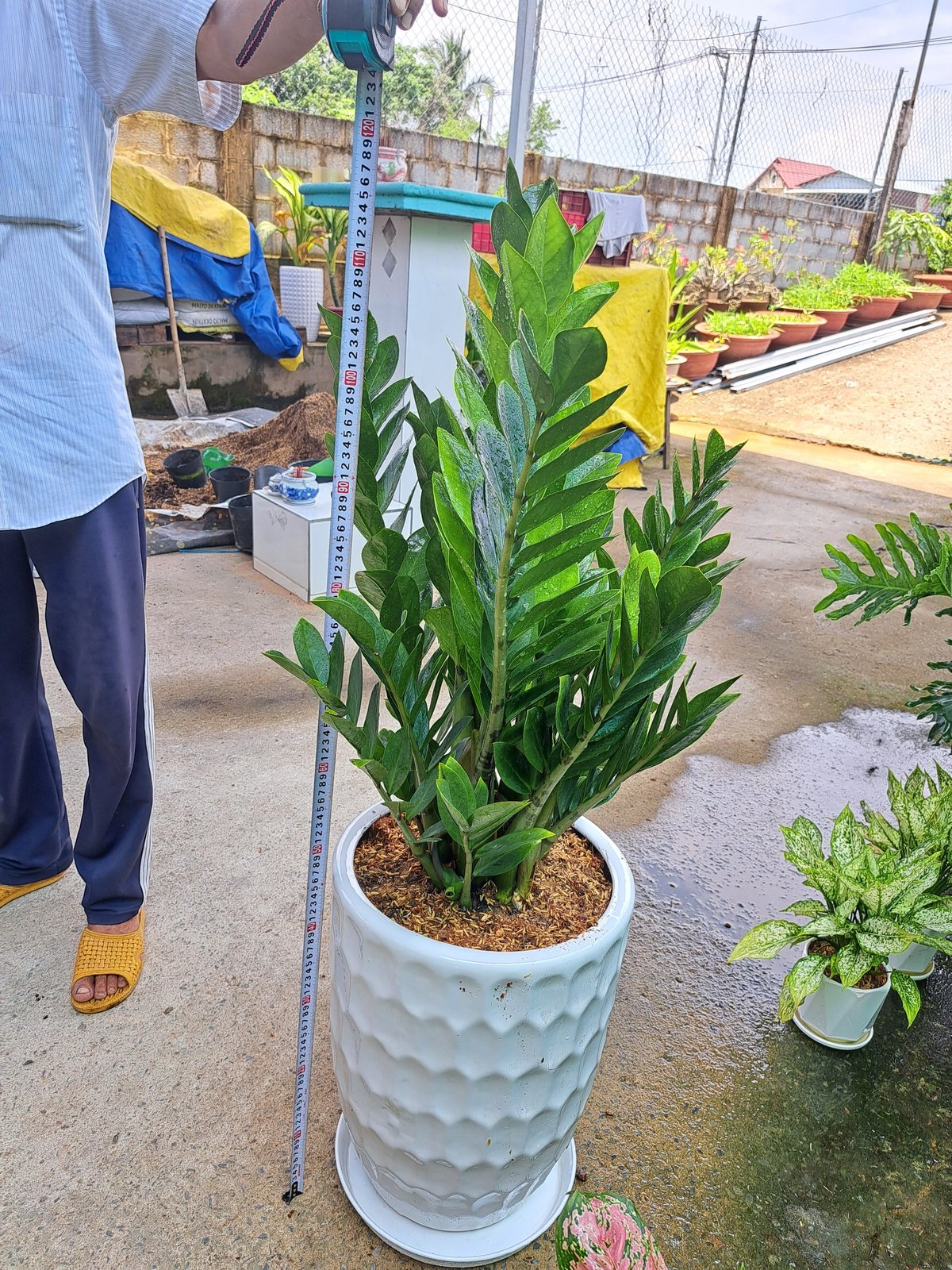 Cây kim tiền chậu sứ trơn 3