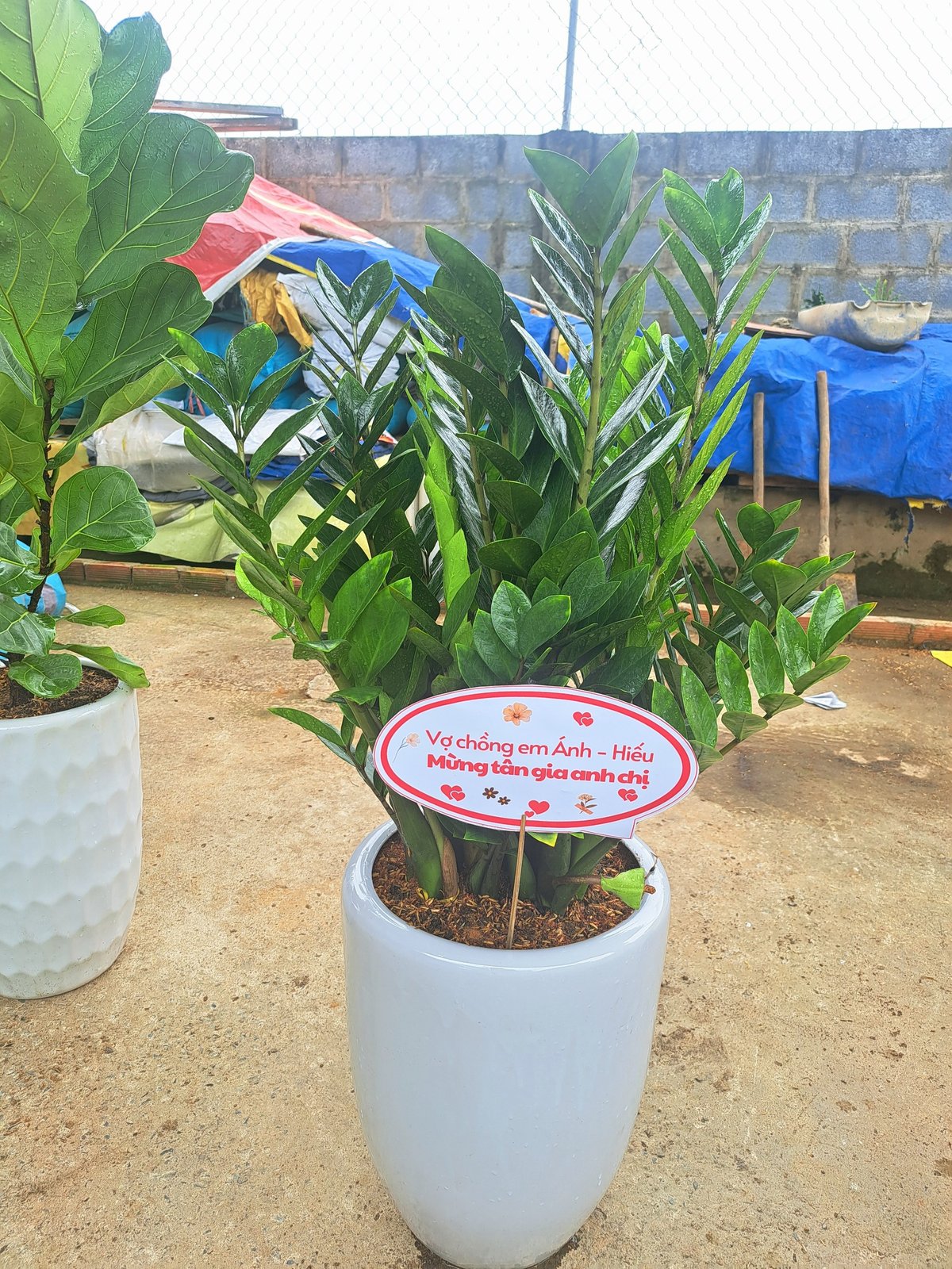 Cây kim tiền chậu sứ trơn 2