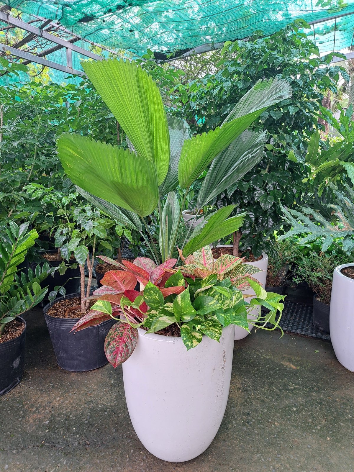 Cây cọ Nhật để văn phòng