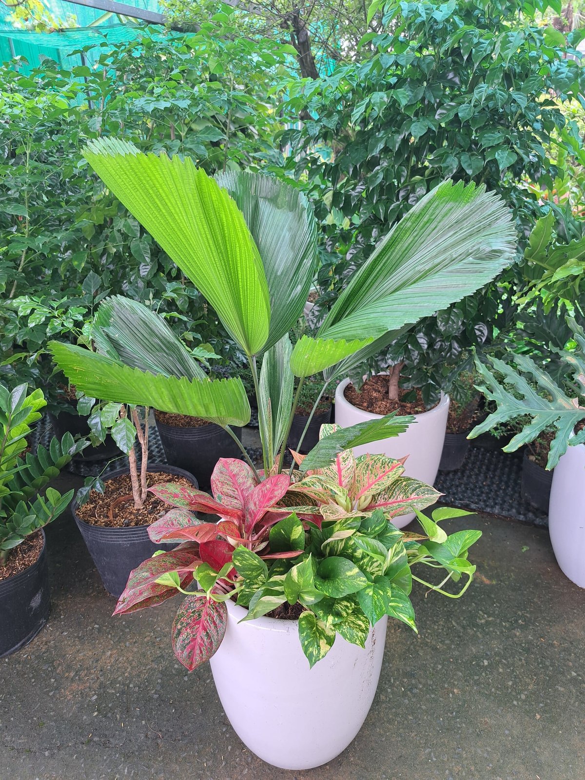 Cây cọ Nhật để văn phòng 2