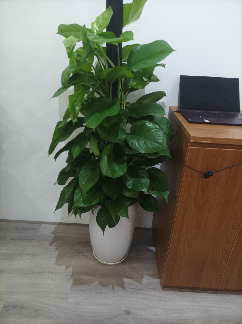 Cây trầu bà cột lớn 3