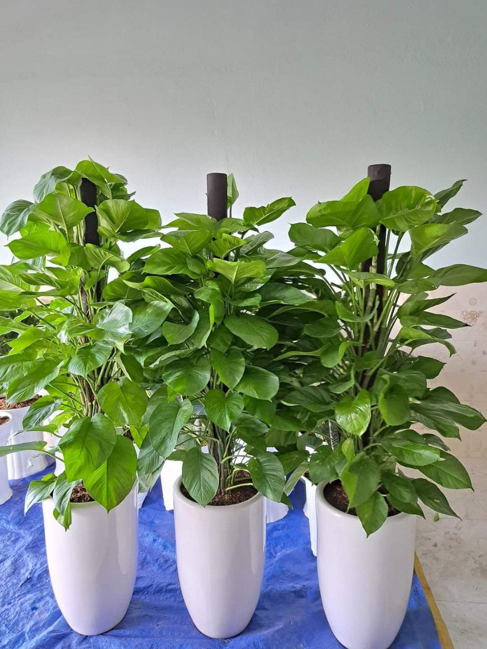 Cây trầu bà cột lớn
