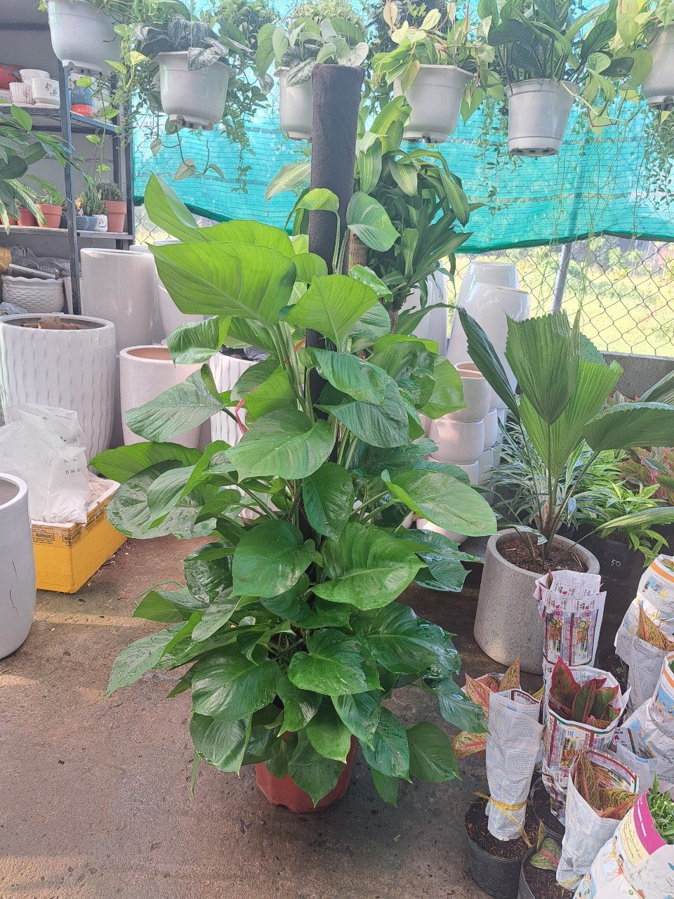 Cây trầu bà cột lớn 2