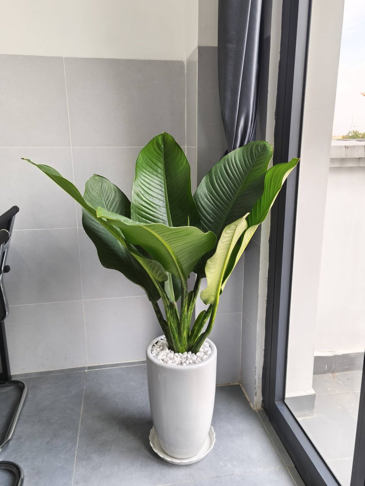 Cây Đại Phú Gia – Cây Phong Thủy Trang Trí, Tặng Khai Trương