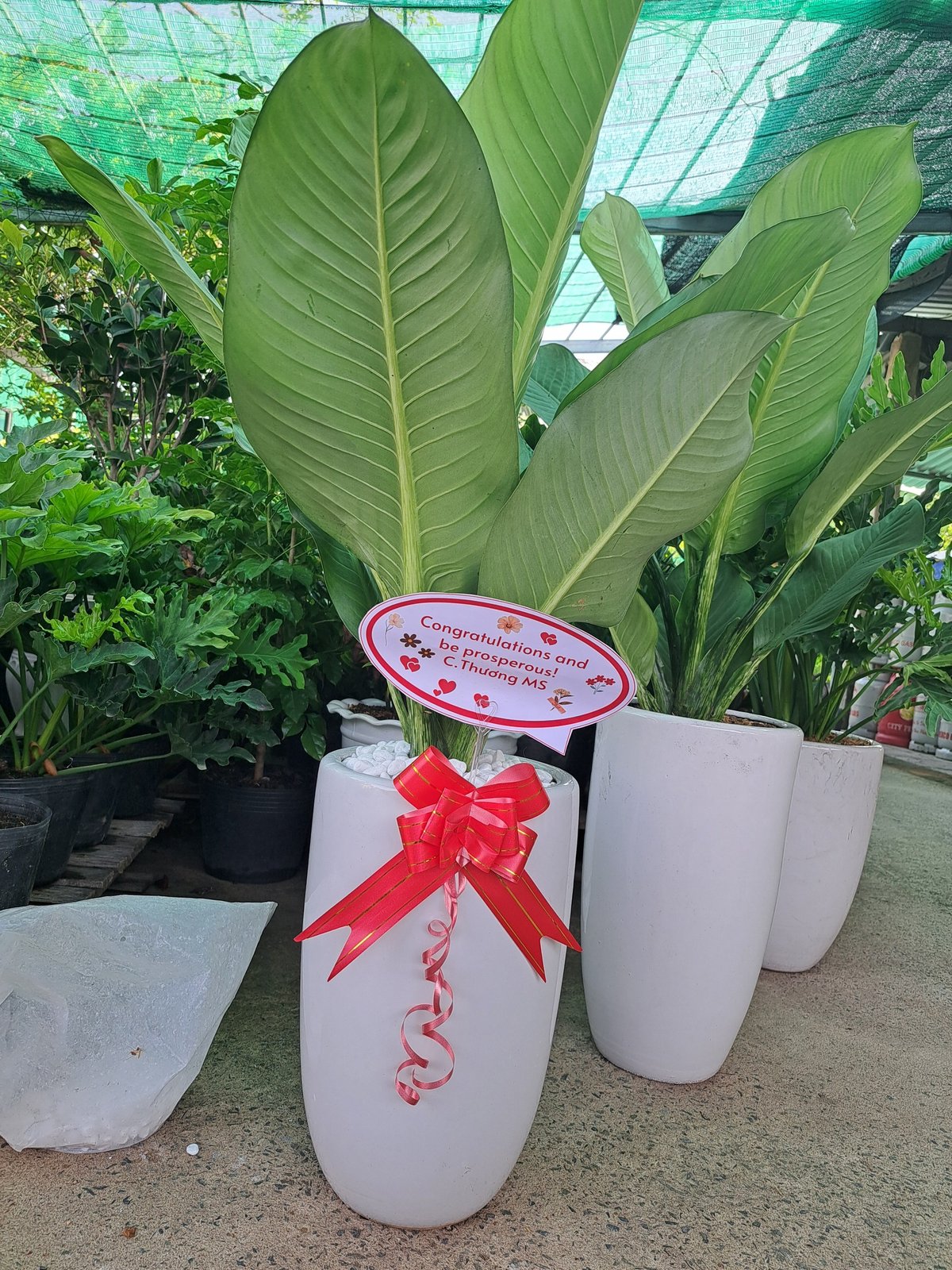 Cây Đại Phú Gia – Cây Phong Thủy Trang Trí, Tặng Khai Trương 3