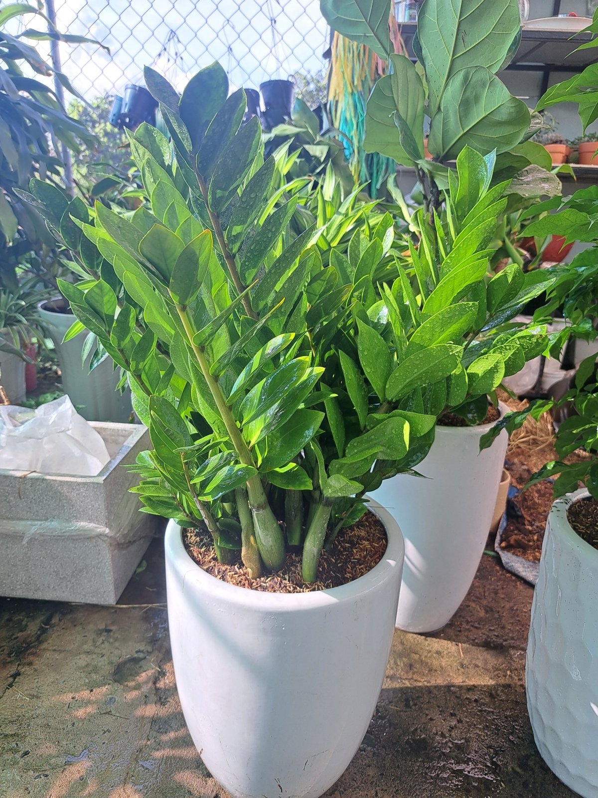 Cây kim tiền lớn chậu sứ, hút tài lộc 3