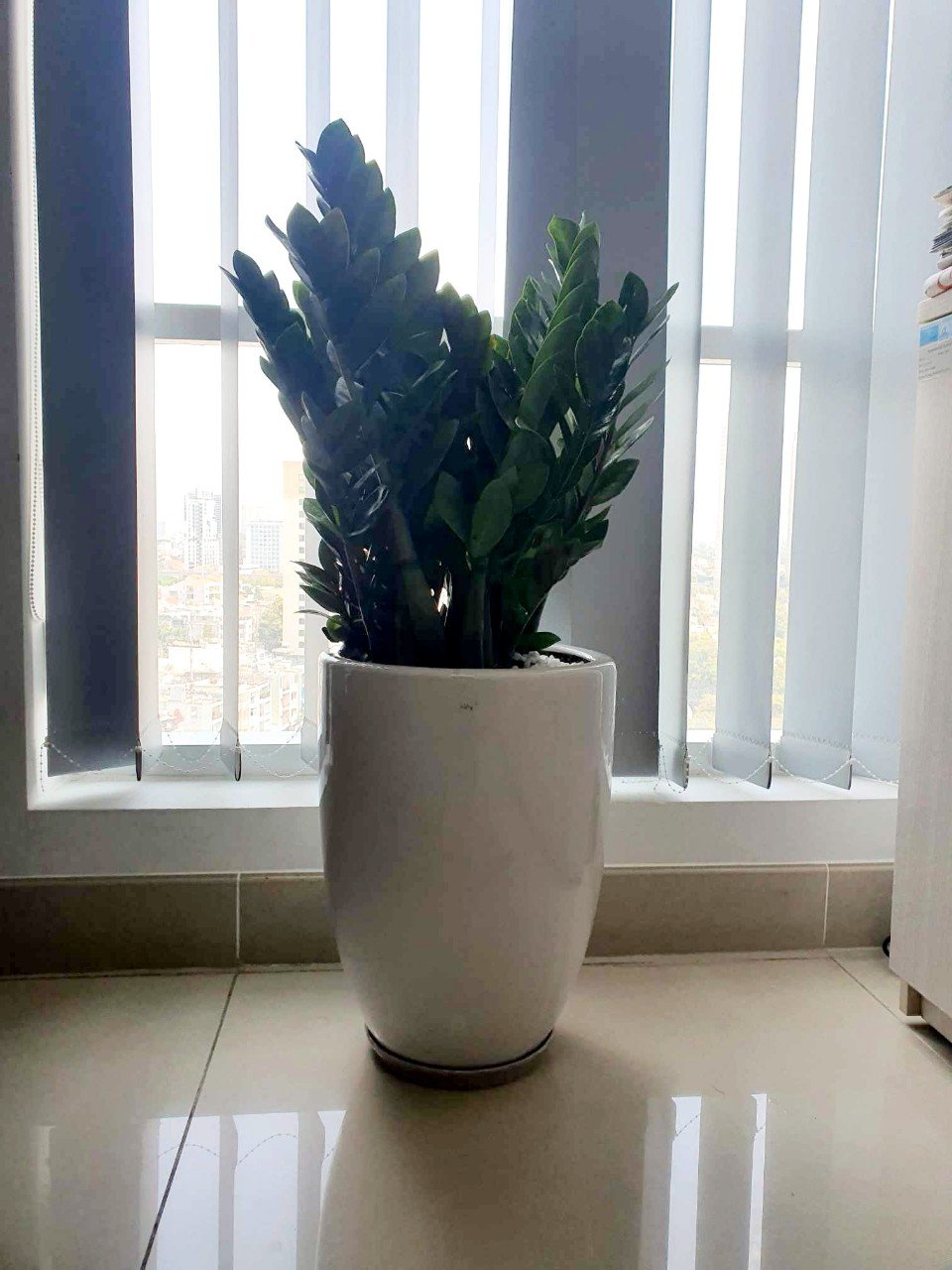 Cây kim tiền lớn chậu sứ, hút tài lộc