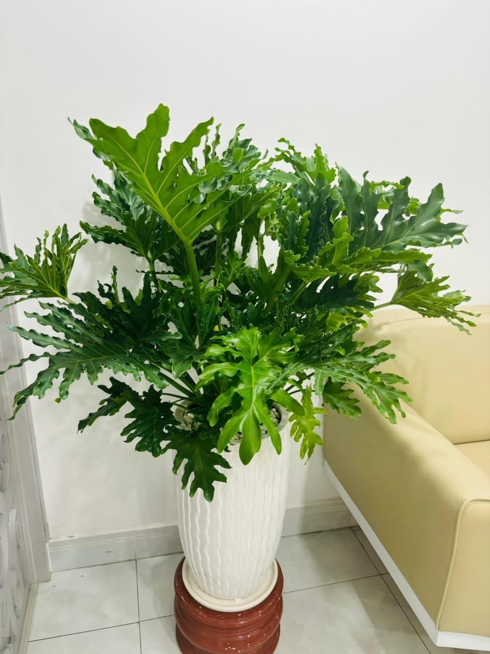 Trầu bà thanh xuân chậu sứ cao cấp