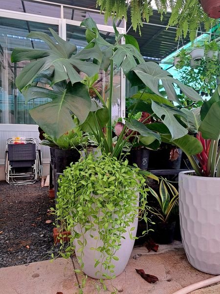 Trầu bà Monstera phối kết hạt dưa 2