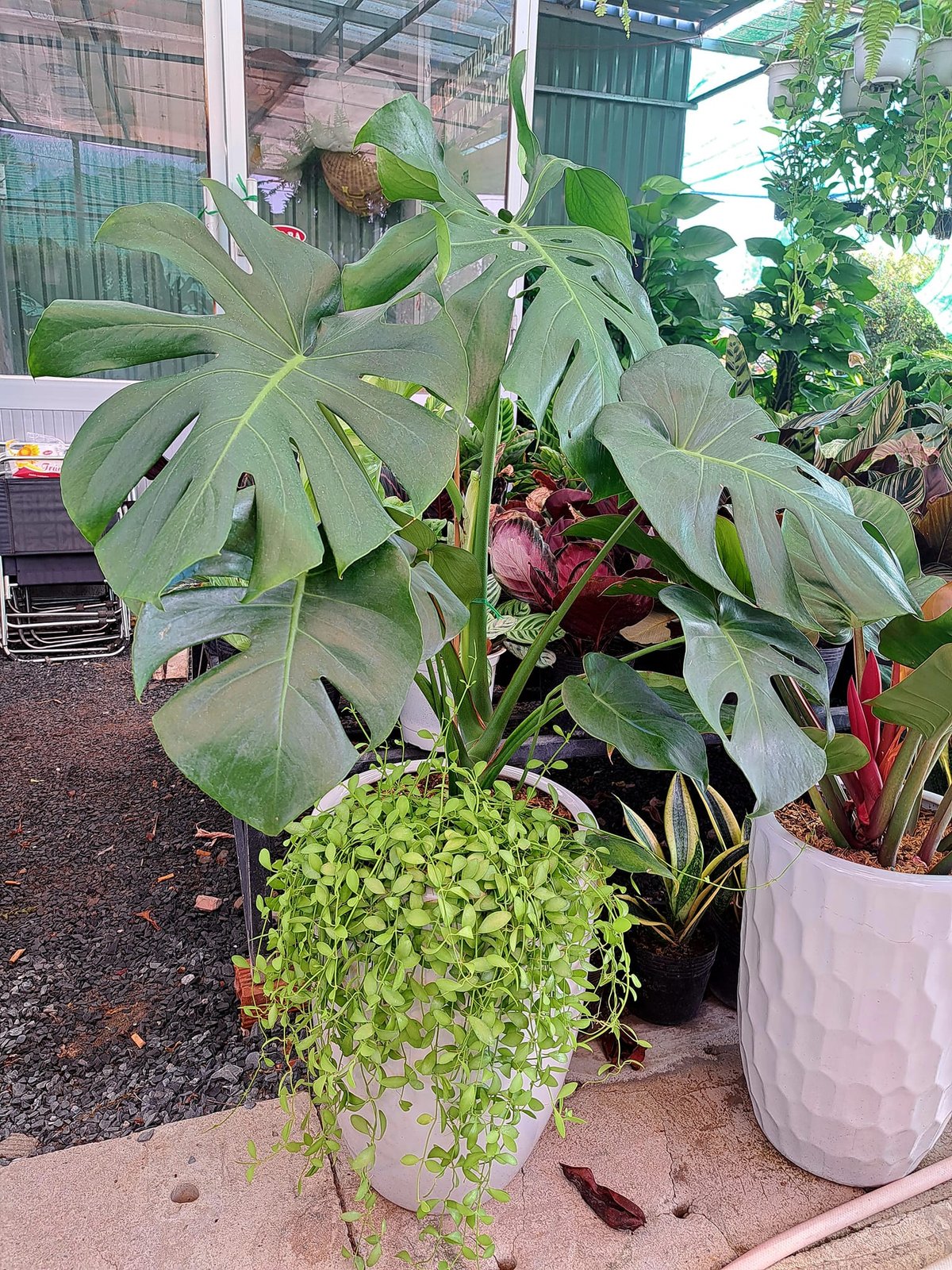 Trầu bà Monstera phối kết hạt dưa
