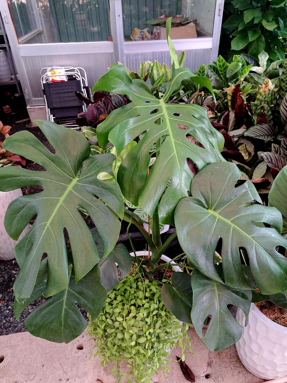 Trầu bà Monstera phối kết hạt dưa 3