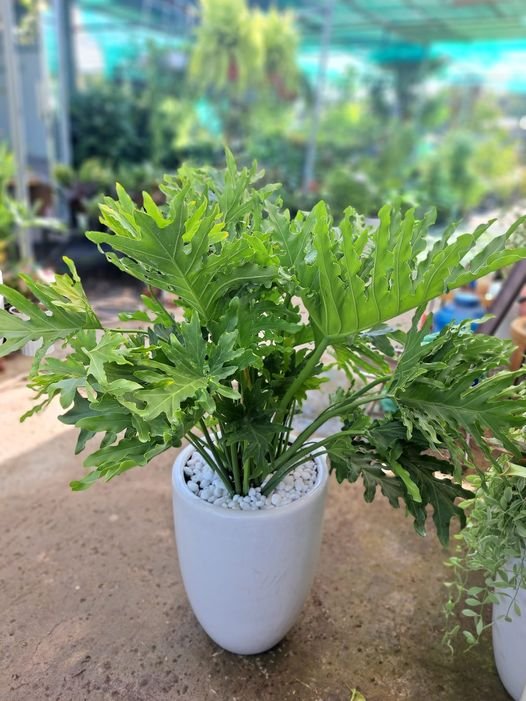 Trầu bà thanh xuân