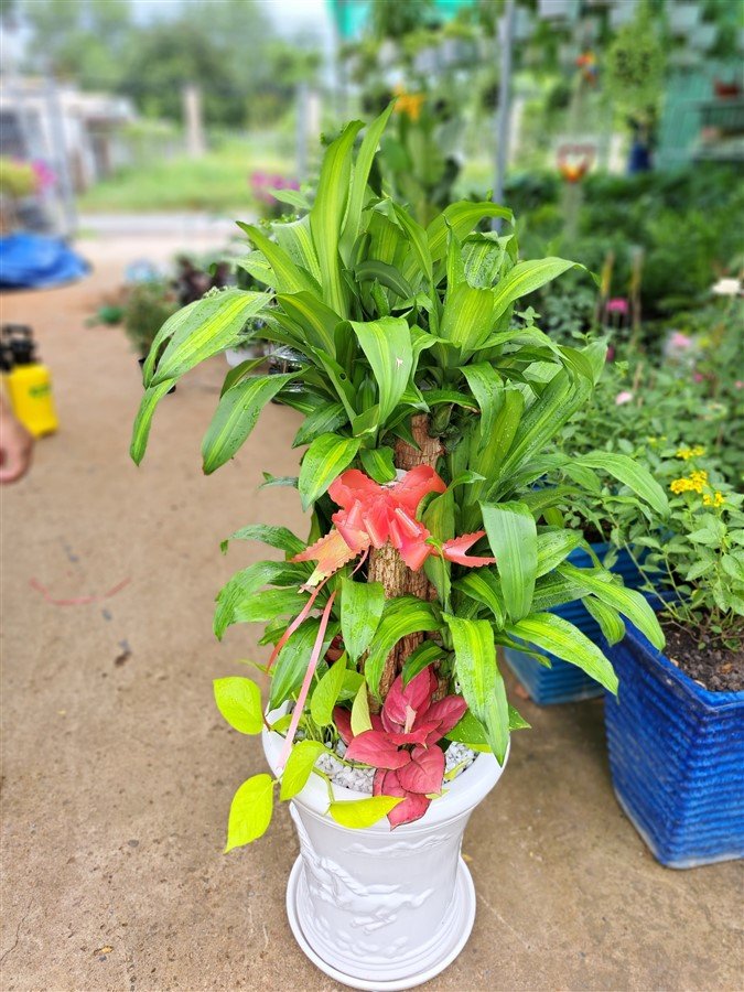 Set cây thiết mộc lan (phát tài)