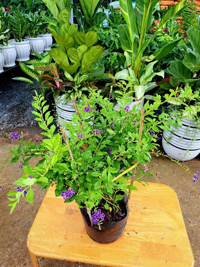 Chuỗi ngọc tím