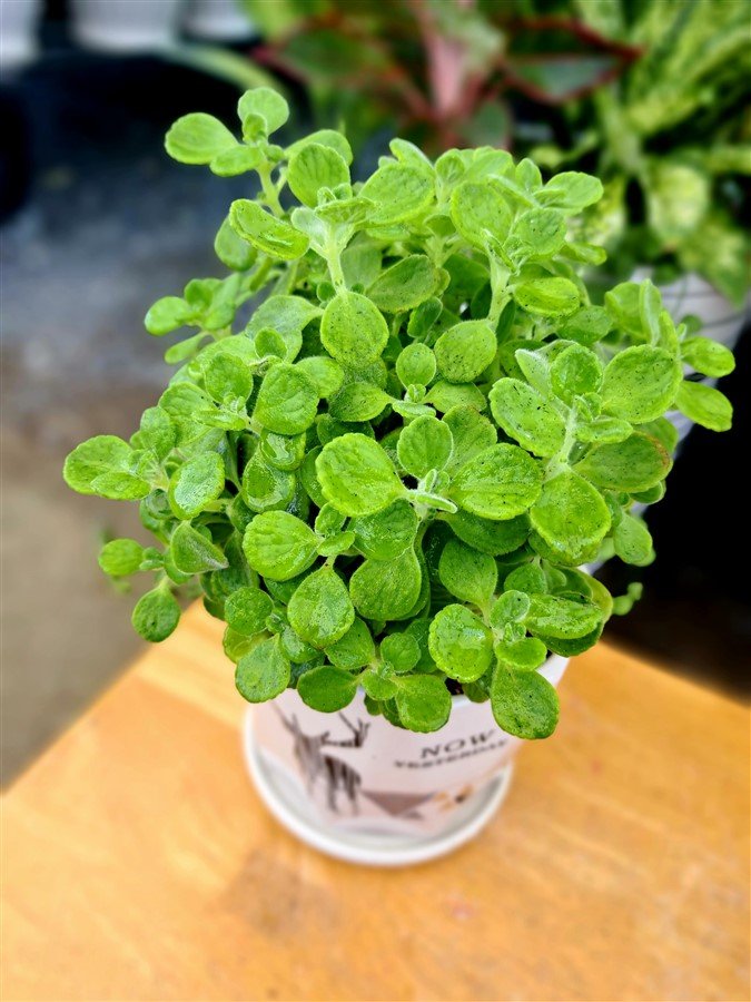 Nhất mạt hương