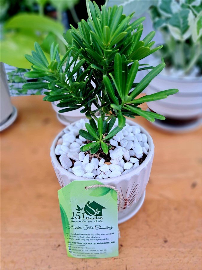 Tùng kim cương chậu sứ mini