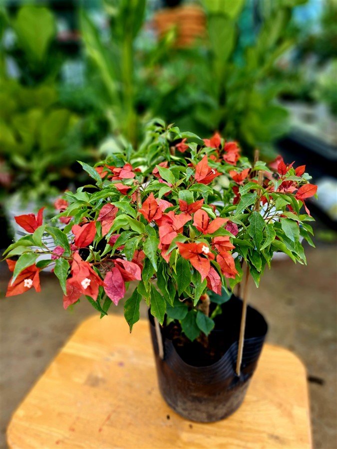 Hoa giấy đỏ
