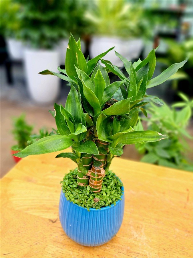 Trúc phát lộc đùi gà 3