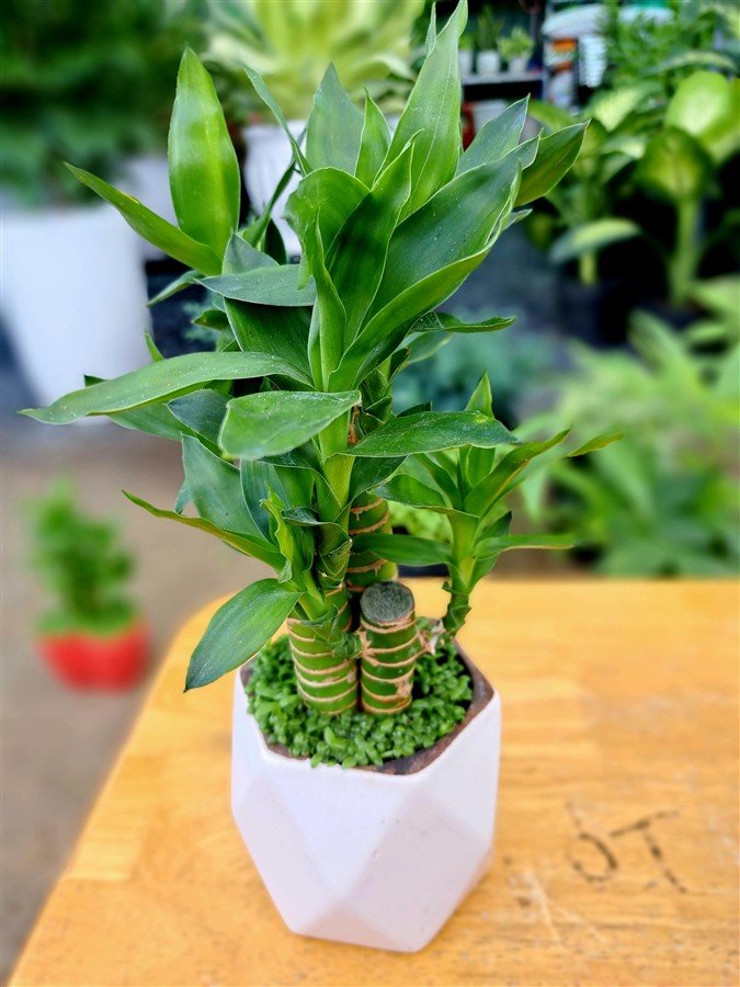 Trúc phát lộc đùi gà