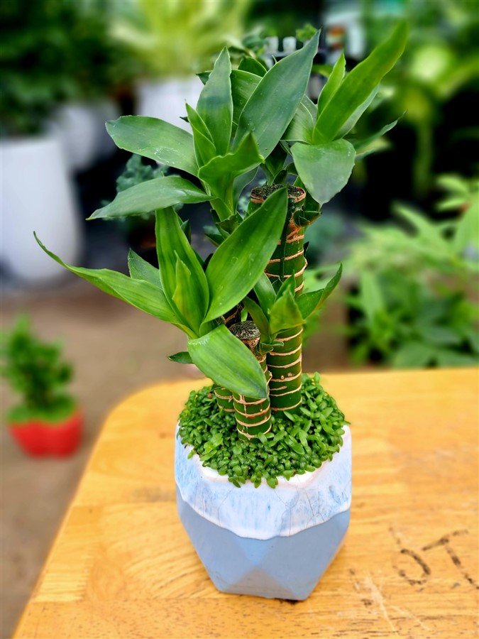 Trúc phát lộc đùi gà 2