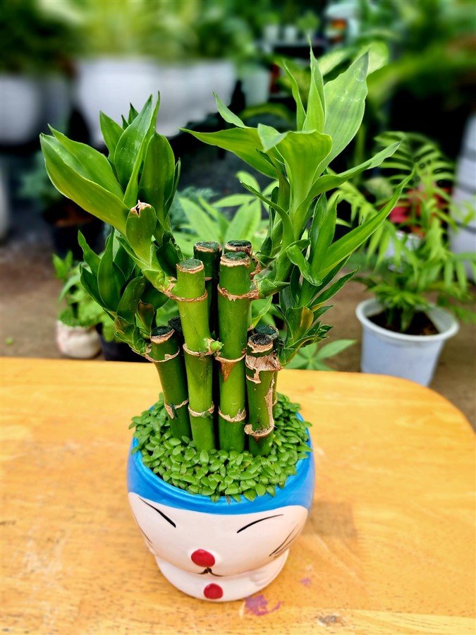 Trúc phát lộc