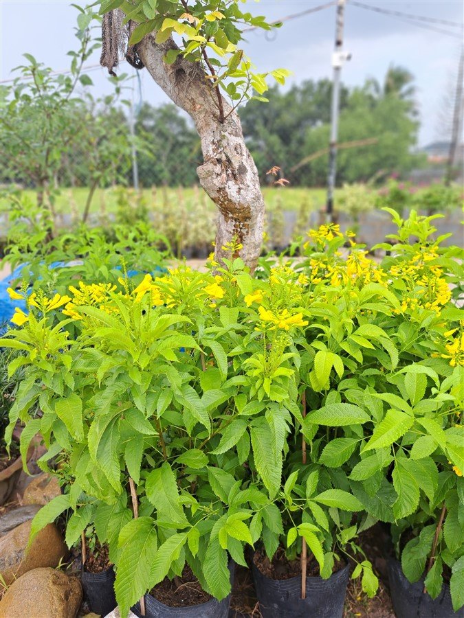 Cây hoàng yến chậu ươm 2