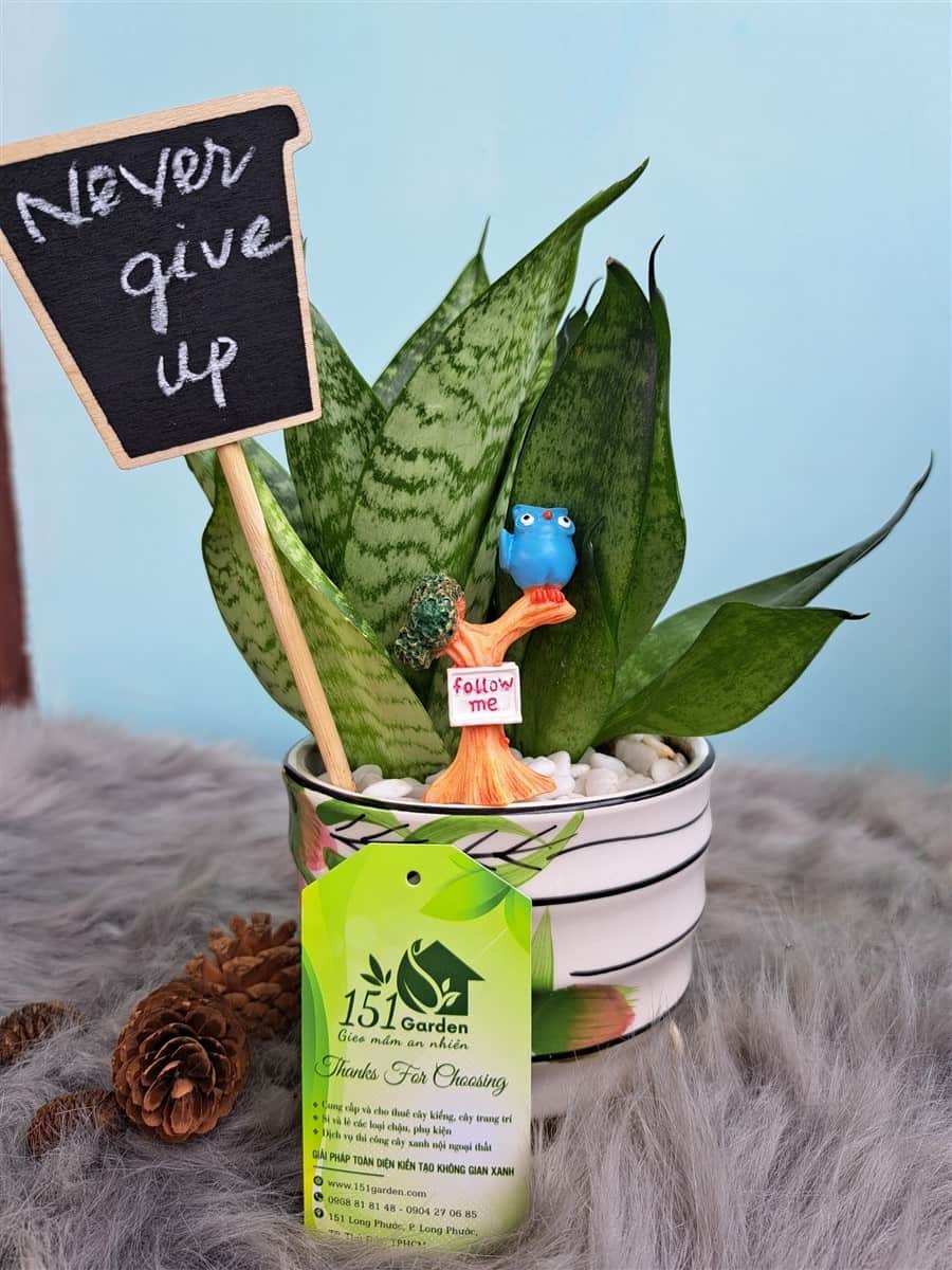 Lưỡi mèo để bàn