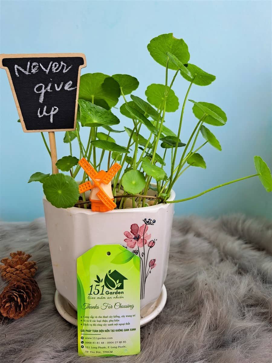 Cỏ đồng tiền