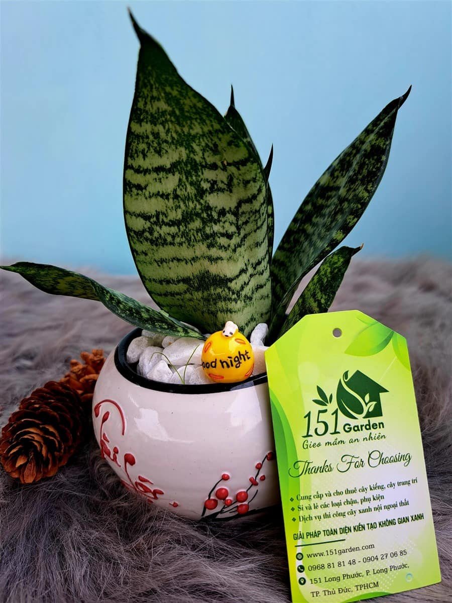 Lưỡi mèo mini