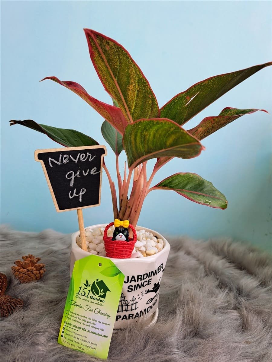 Phú quý mini để bàn