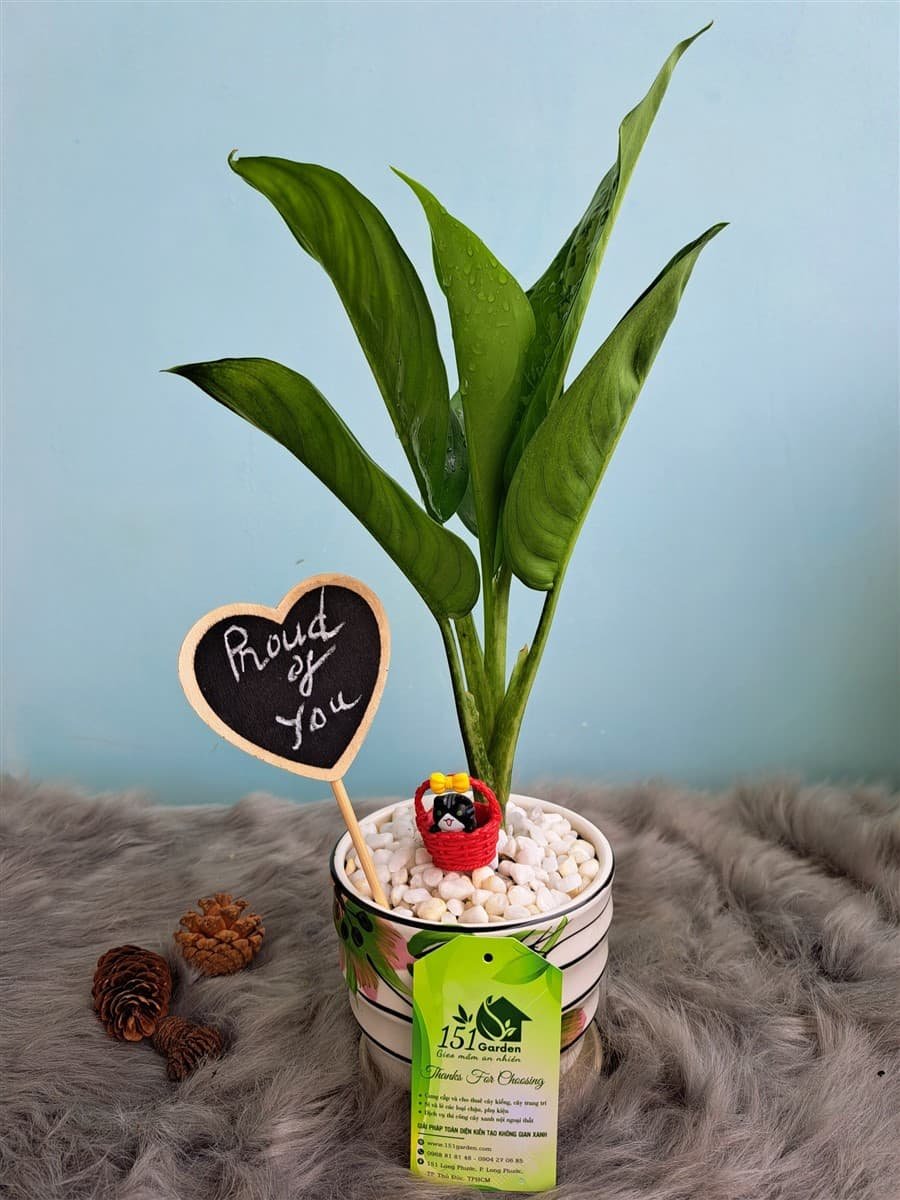 Cây ngân hậu mini