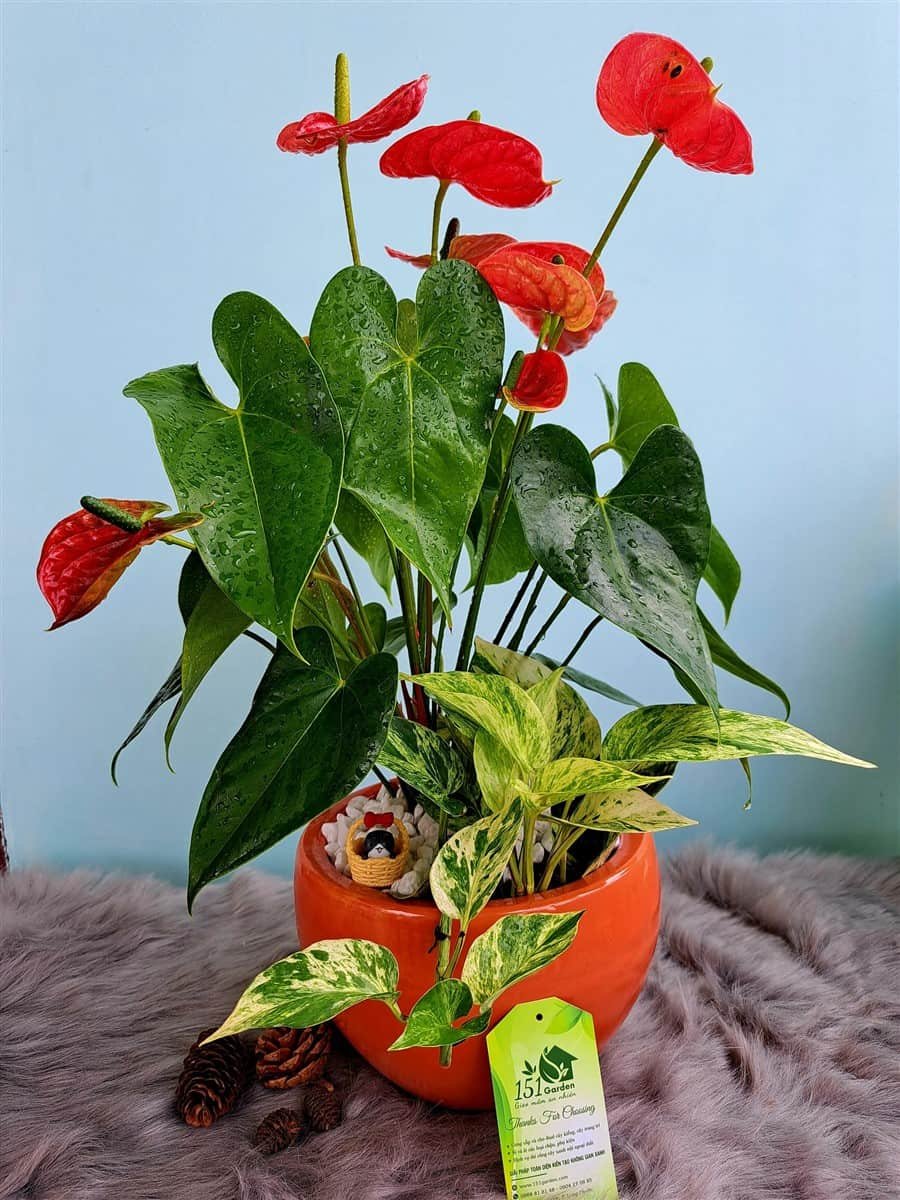 Hồng môn phối trầu bà