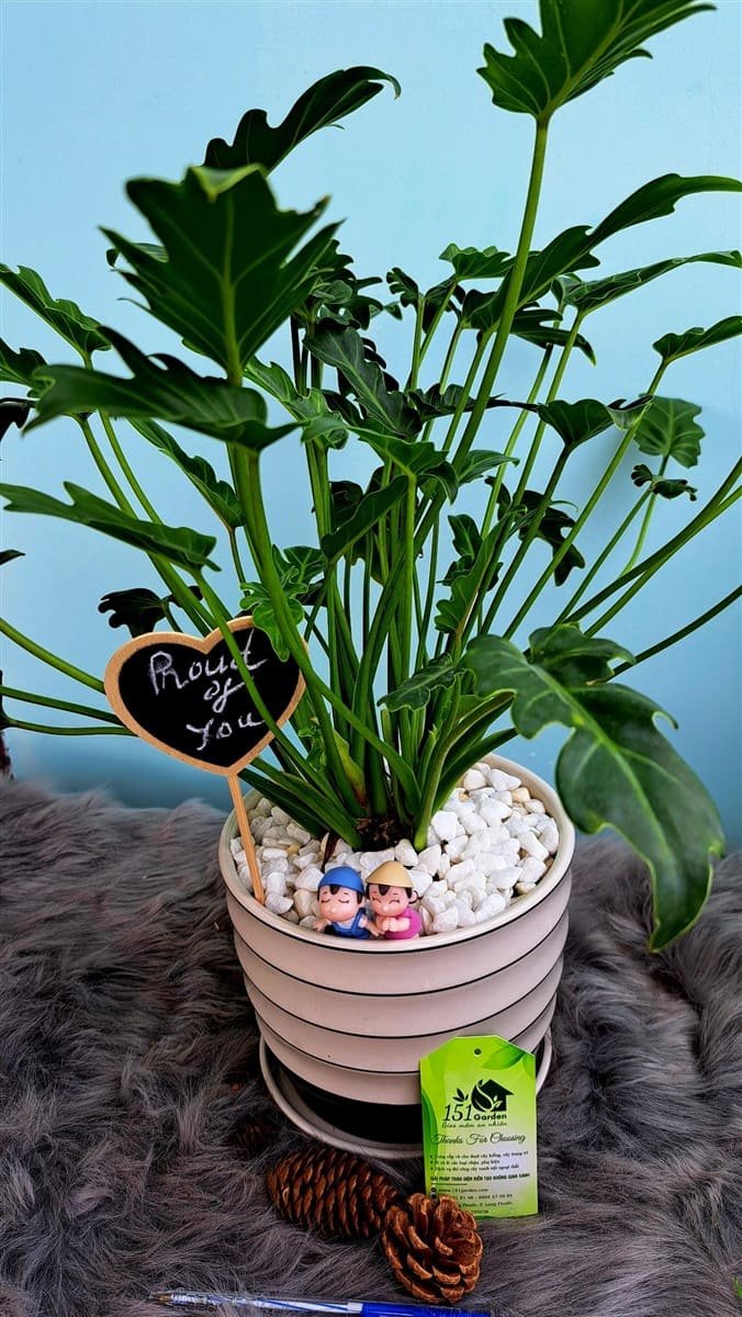 Trầu bà chân vịt để bàn