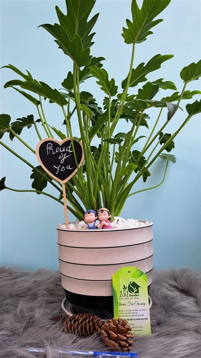 Trầu bà chân vịt để bàn 2