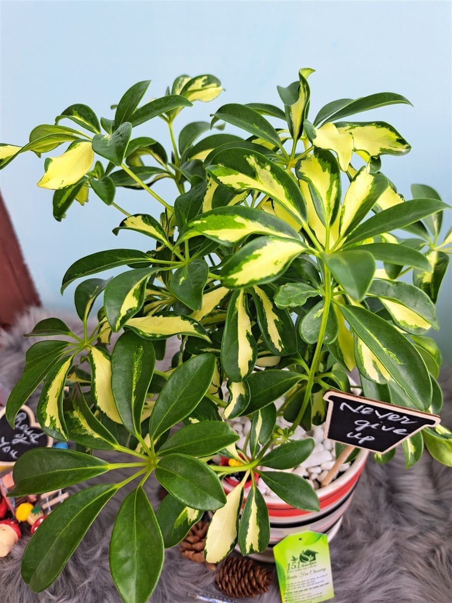 Ngũ gia bì 2