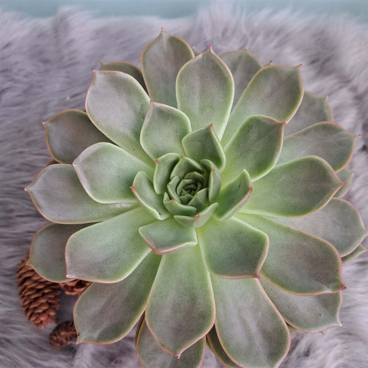 Sen đá size 15 cm 2