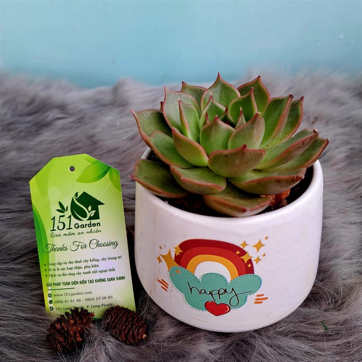 Sen đá mini chậu gốm 2