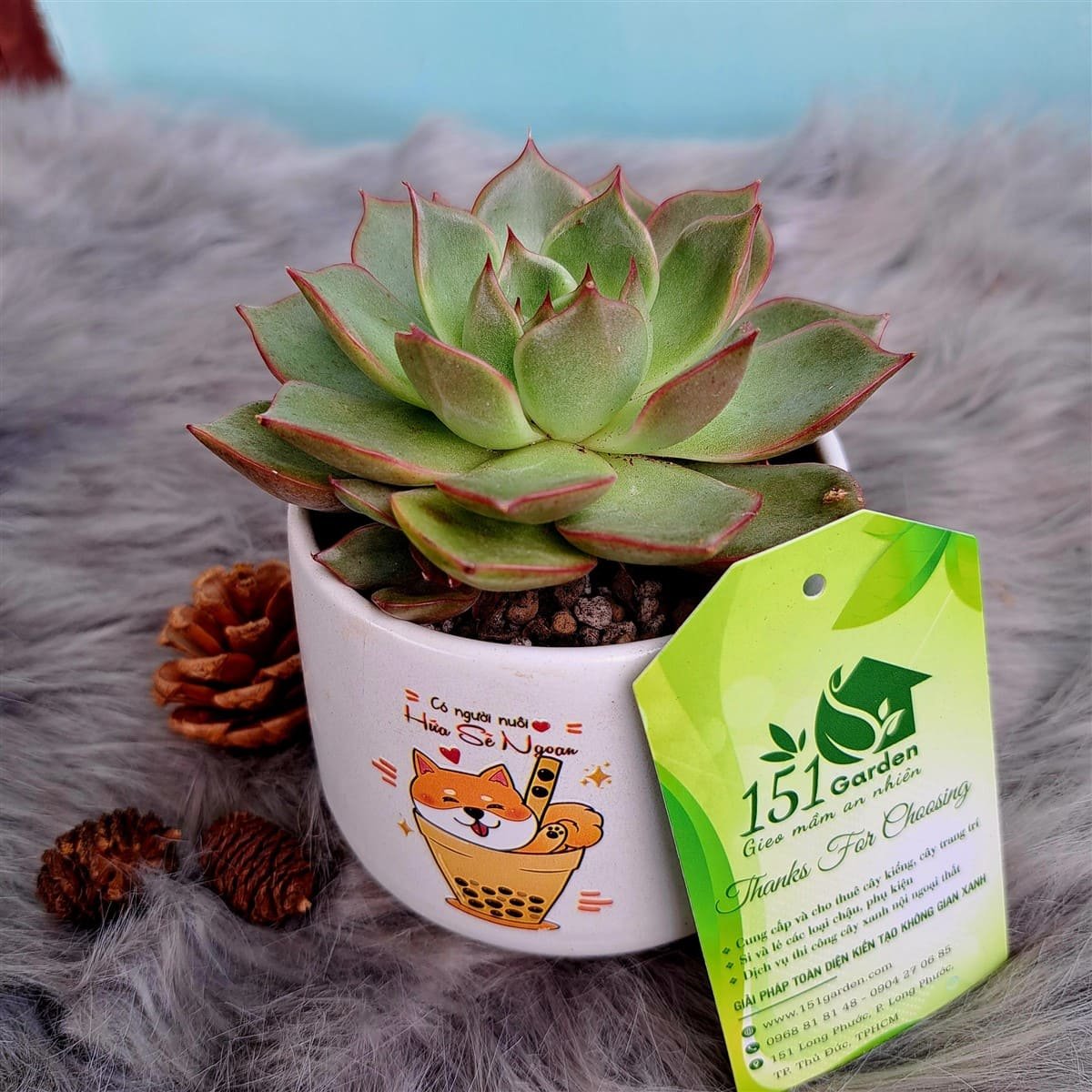 Sen đá mini chậu gốm