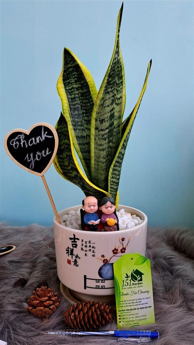 Lưỡi hỗ dài mix phụ kiện ông bà