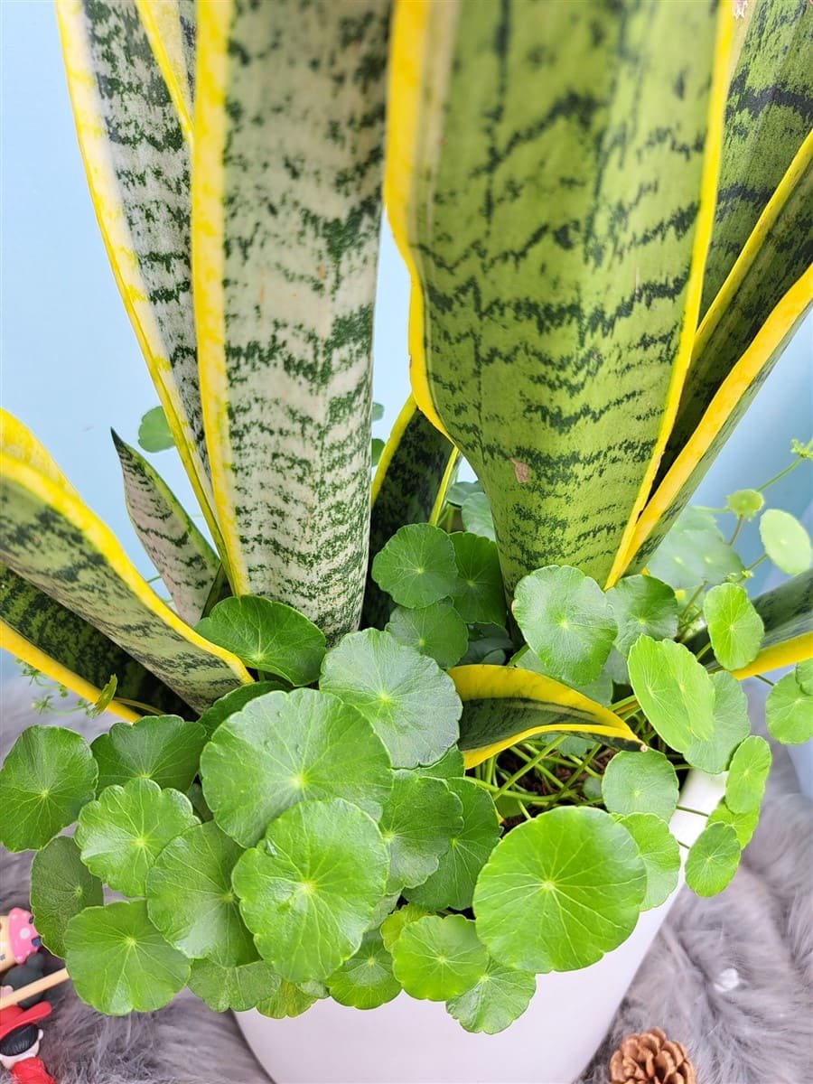 Chậu Lưỡi hổ phối cỏ đồng tiền 2