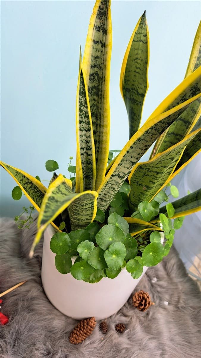 Chậu Lưỡi hổ phối cỏ đồng tiền 3
