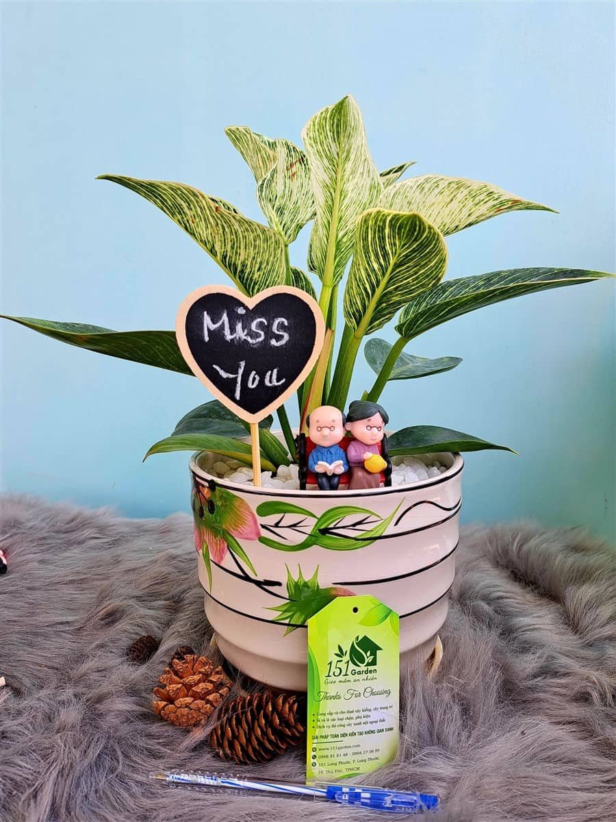 Trầu bà kim cương phụ kiện ông bà