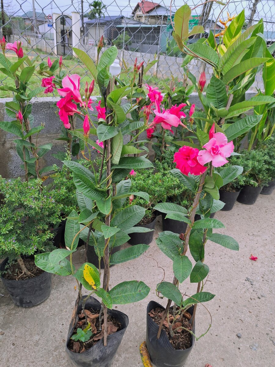 Hoa hồng anh chậu ươm
