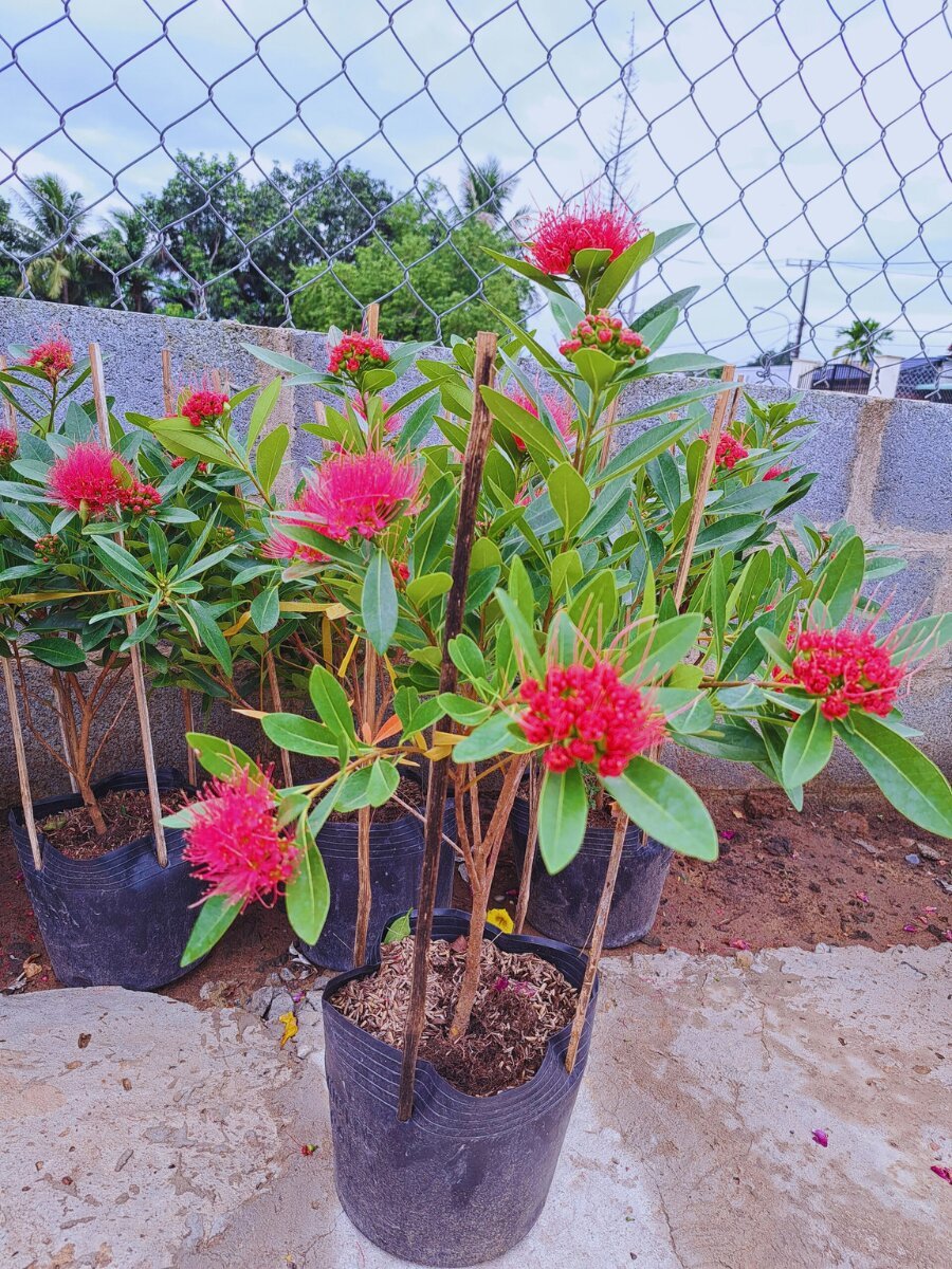 Hoa mai thái chậu ươm