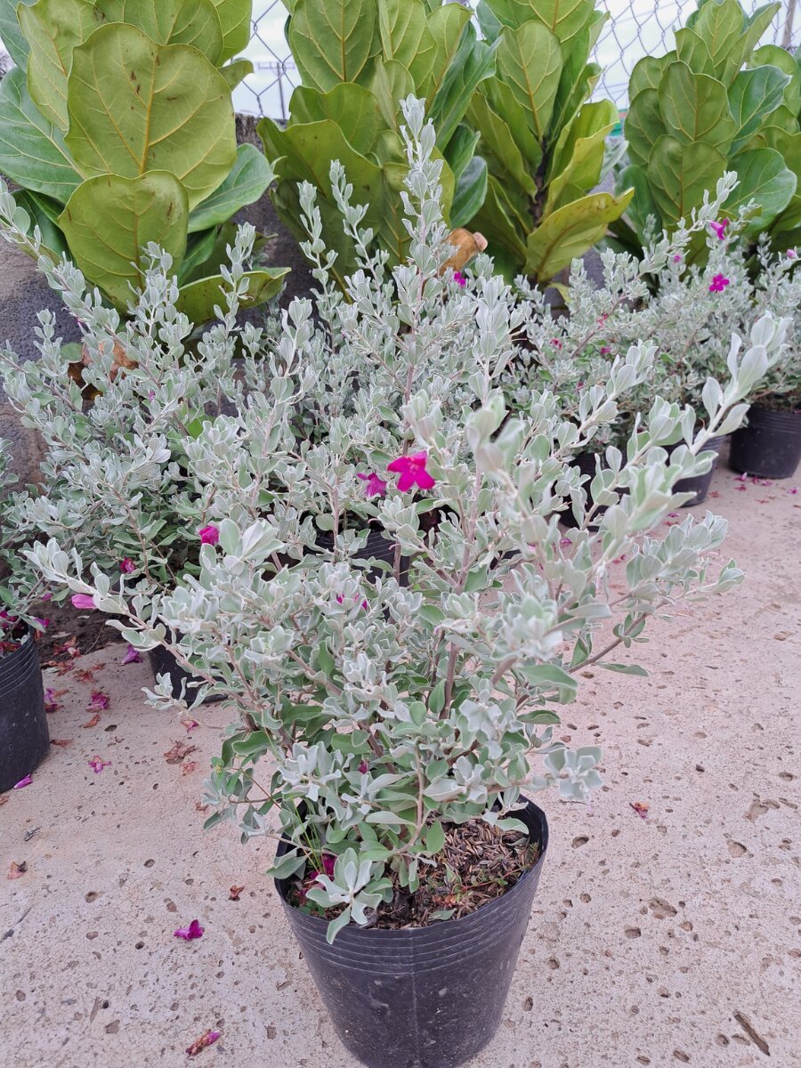Hoa tuyết sơn chậu ươm