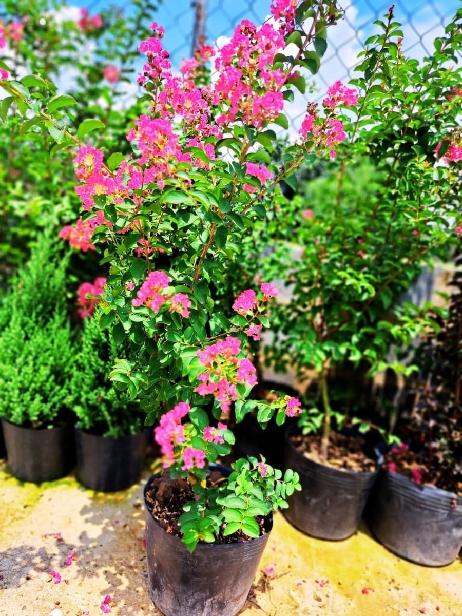 Hoa tường vy chậu ươm 2