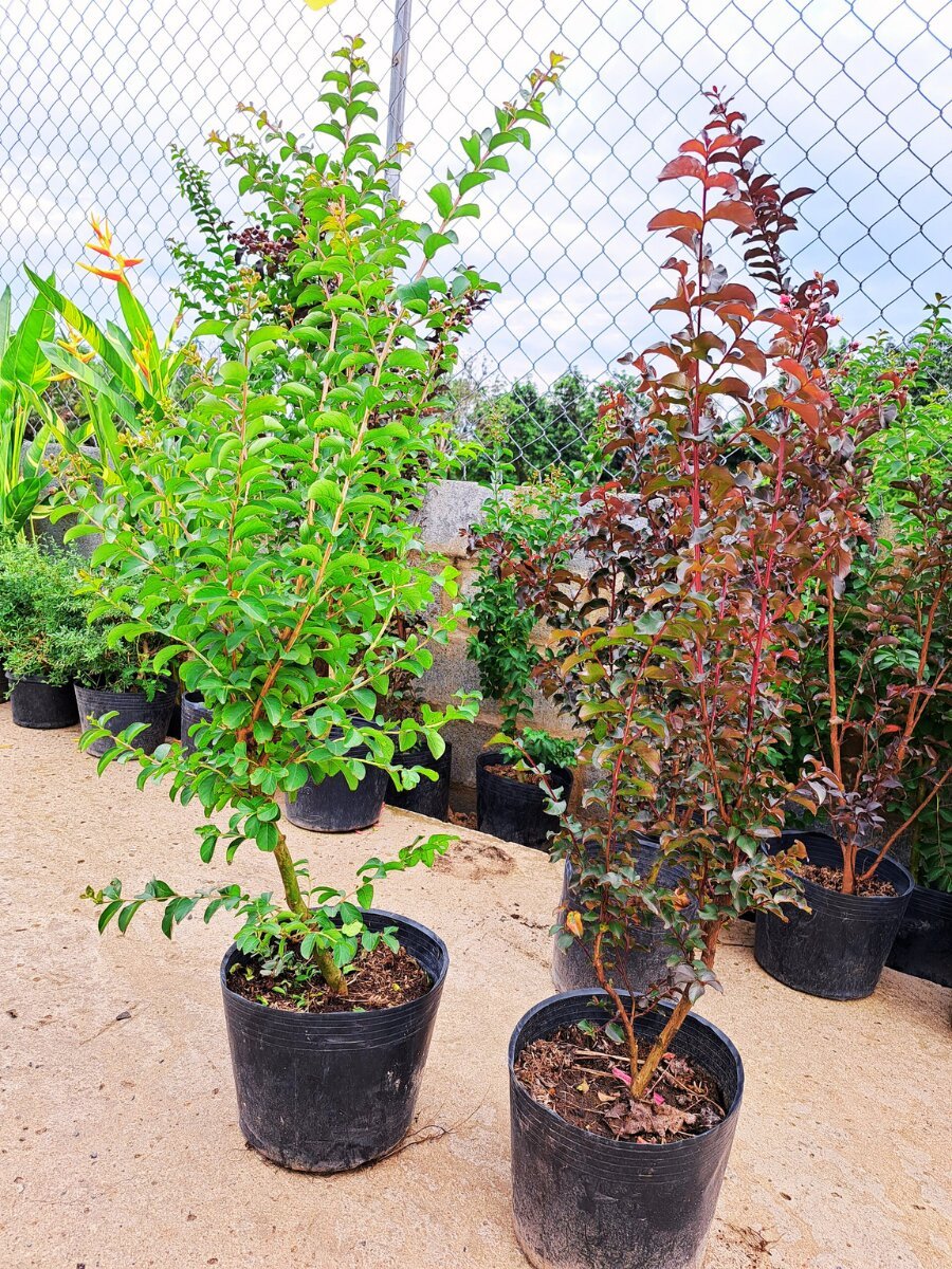 Hoa tường vy chậu ươm